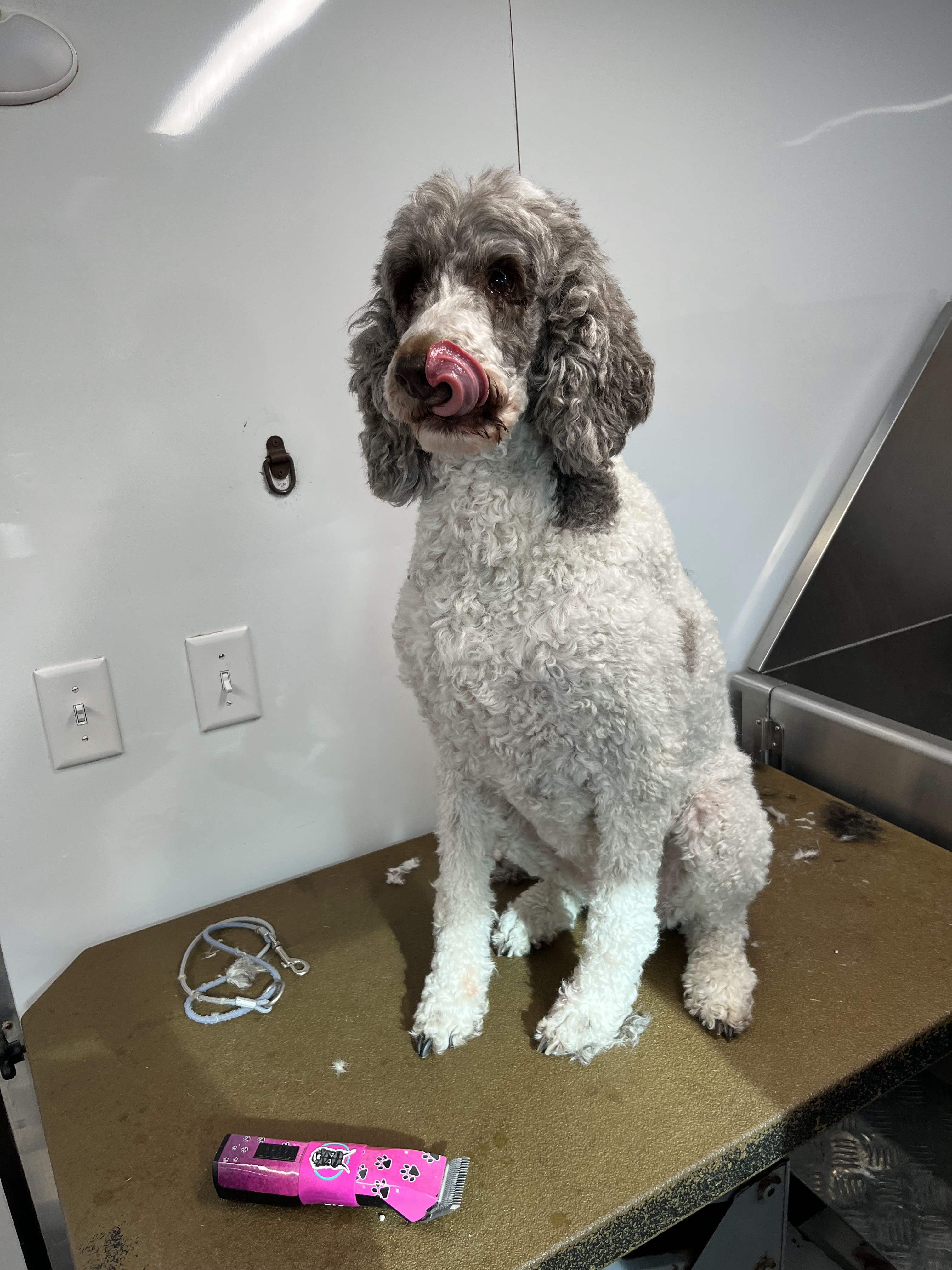Before grooming